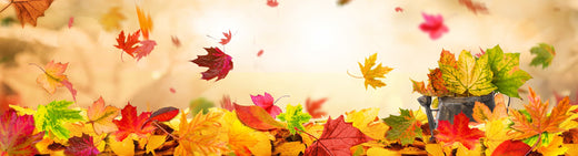 Foliage, una palette autunnale